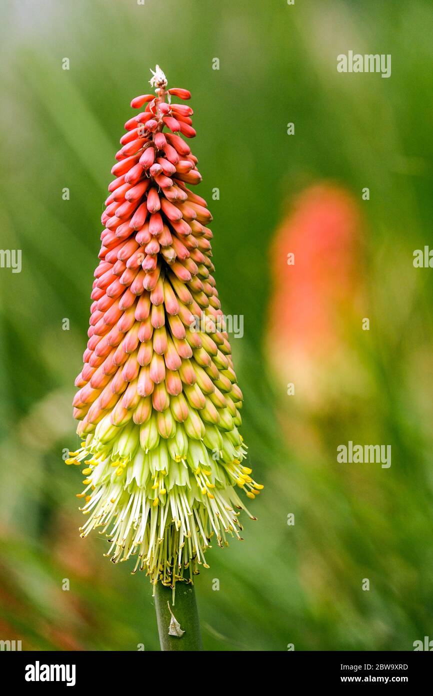 Red hot poker, Torch lily, Kniphofia Stock Photo