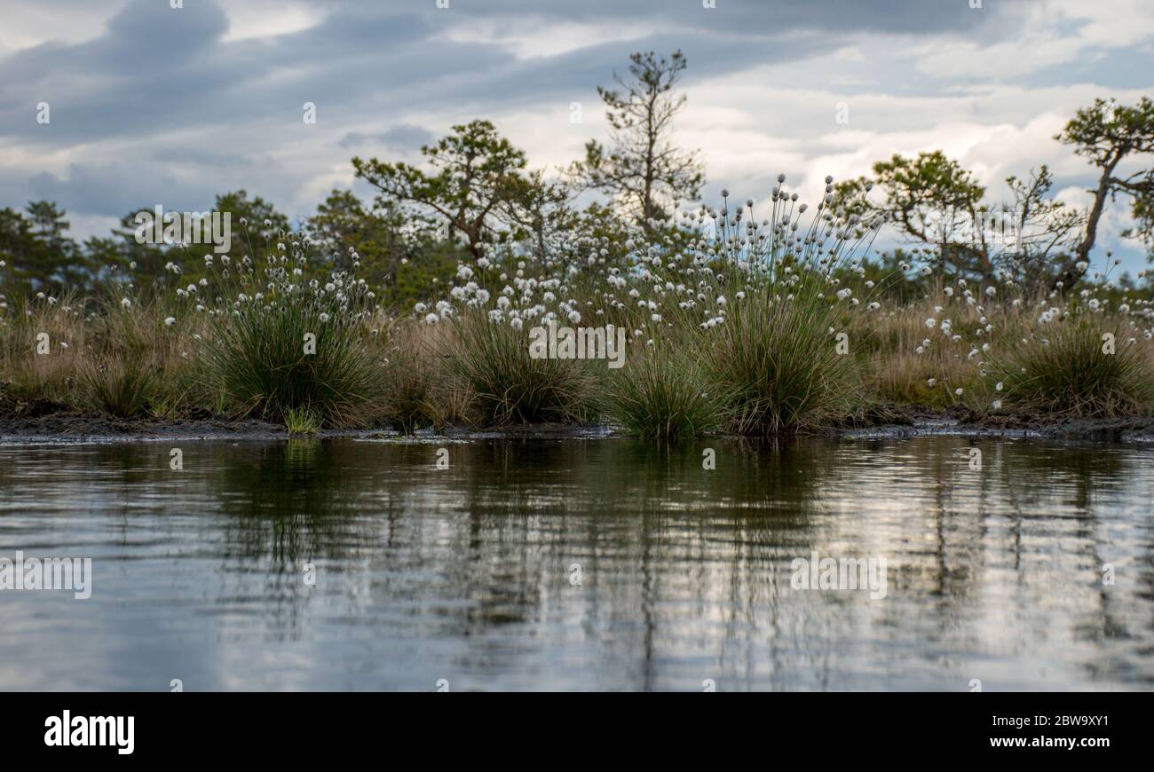 Swampy marsh in the bog, swamp cotton grass. Taken in a swamp in Niedraju Pilka bog, Latvia Stock Photo