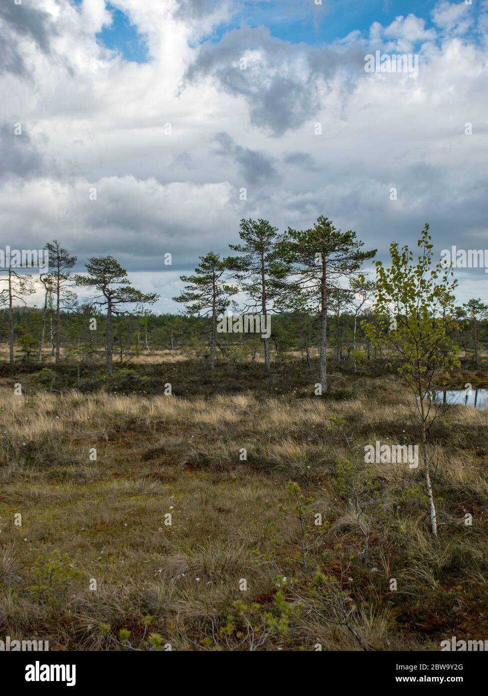 Nice landscape with old peat bog and swamp vegetation, Niedraju Pilka bog, Latvia Stock Photo