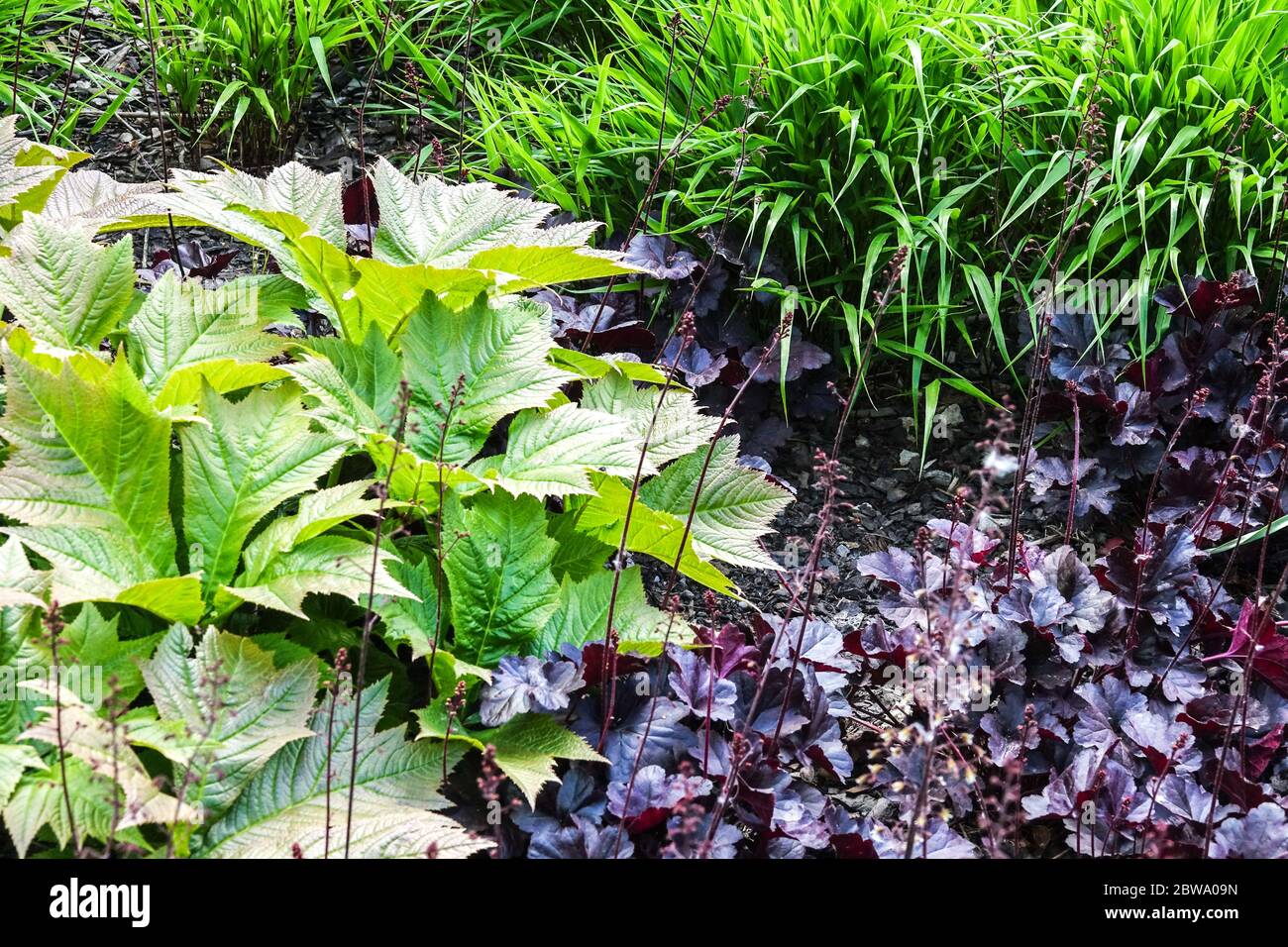 Rodgersia podophylla grows in Heuchera 'Obsidian' and Miscanthus fresh new leaves Stock Photo
