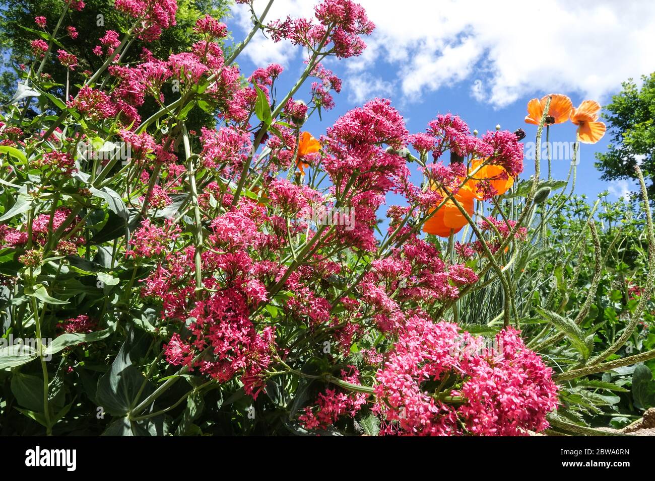 Red valerian Centranthus ruber grows in garden bed, poppies Stock Photo