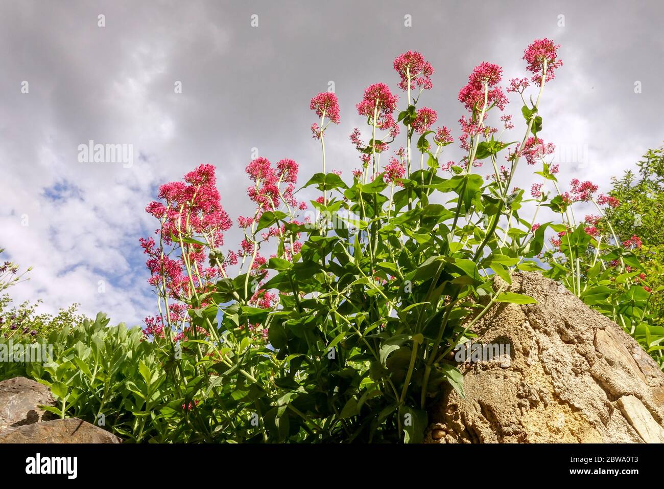 Red valerian Centranthus ruber grows on rock Stock Photo