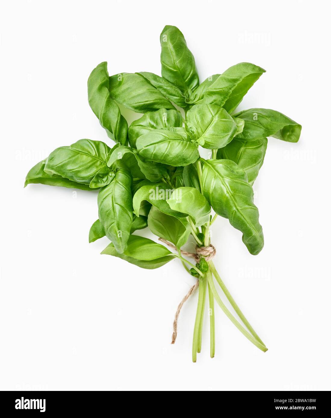 Green fresh basil isolated on white. Top view of basil leaves Stock ...