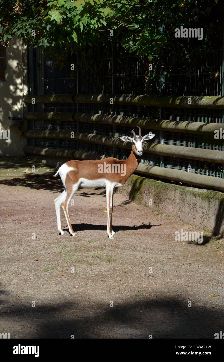 Dama gazelle (Nanger dama) in the Frankfurt zoo Stock Photo Alamy