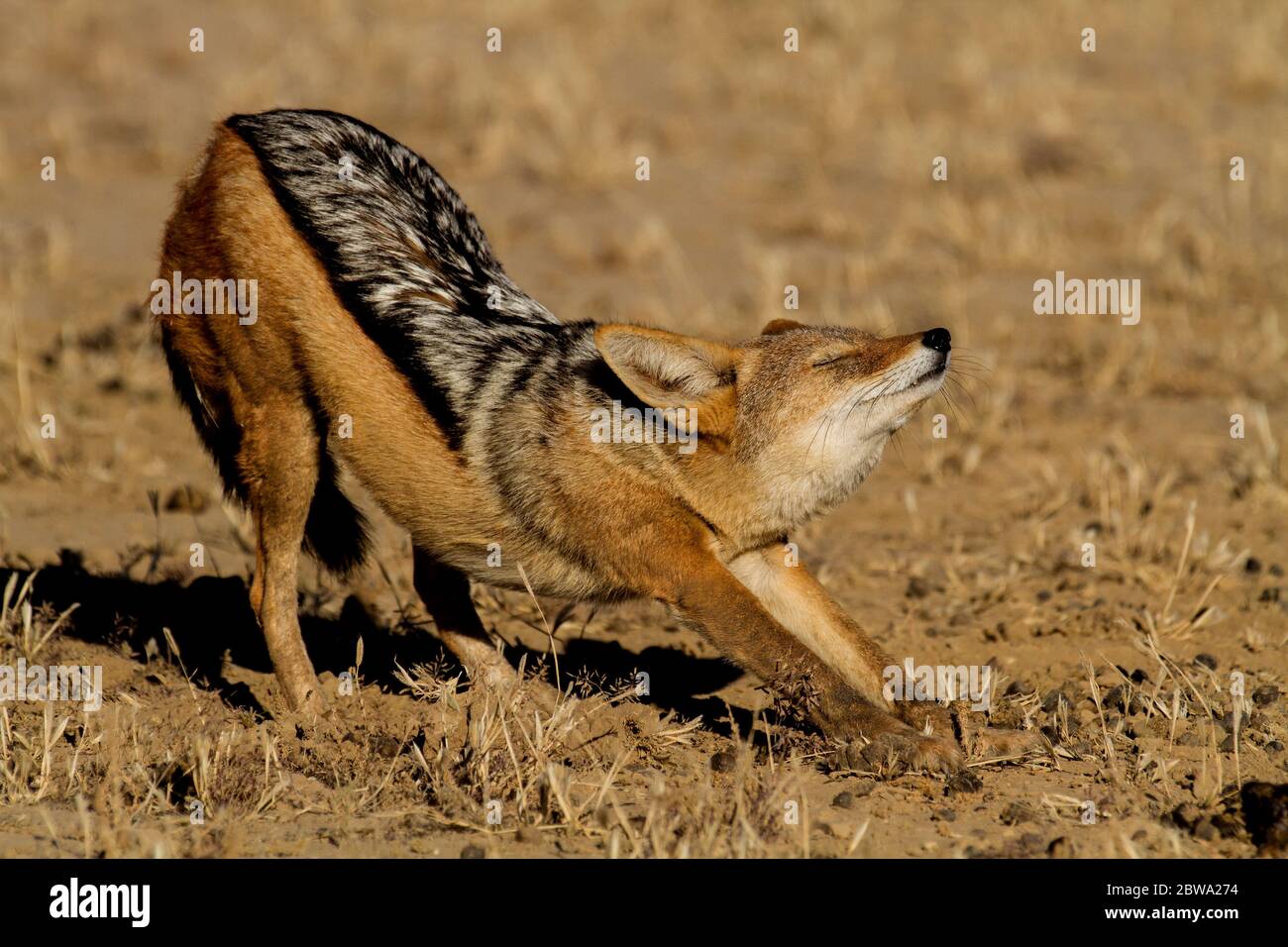 black backed jackal kalahari Stock Photo