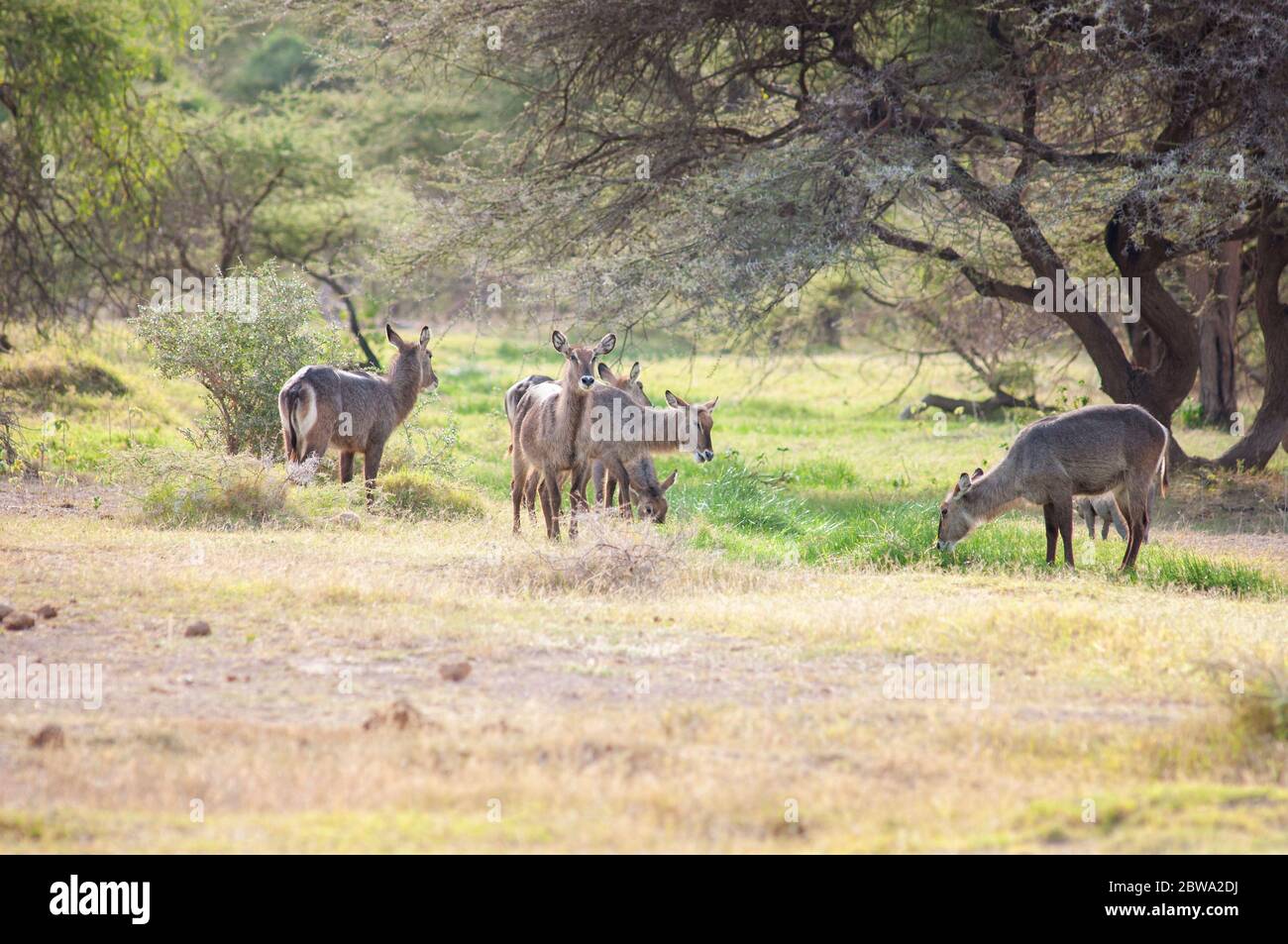Flock of waterbucks, Kobus ellipsiprymnus, grazing in Samburu National Reserve. Kenya. Africa. Stock Photo