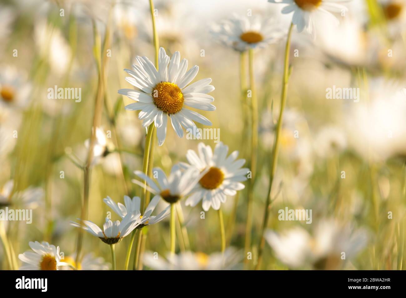 Daisies on a spring meadow at dawn Stock Photo