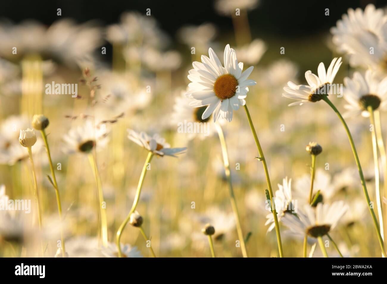 Daisies on a spring meadow at dawn Stock Photo