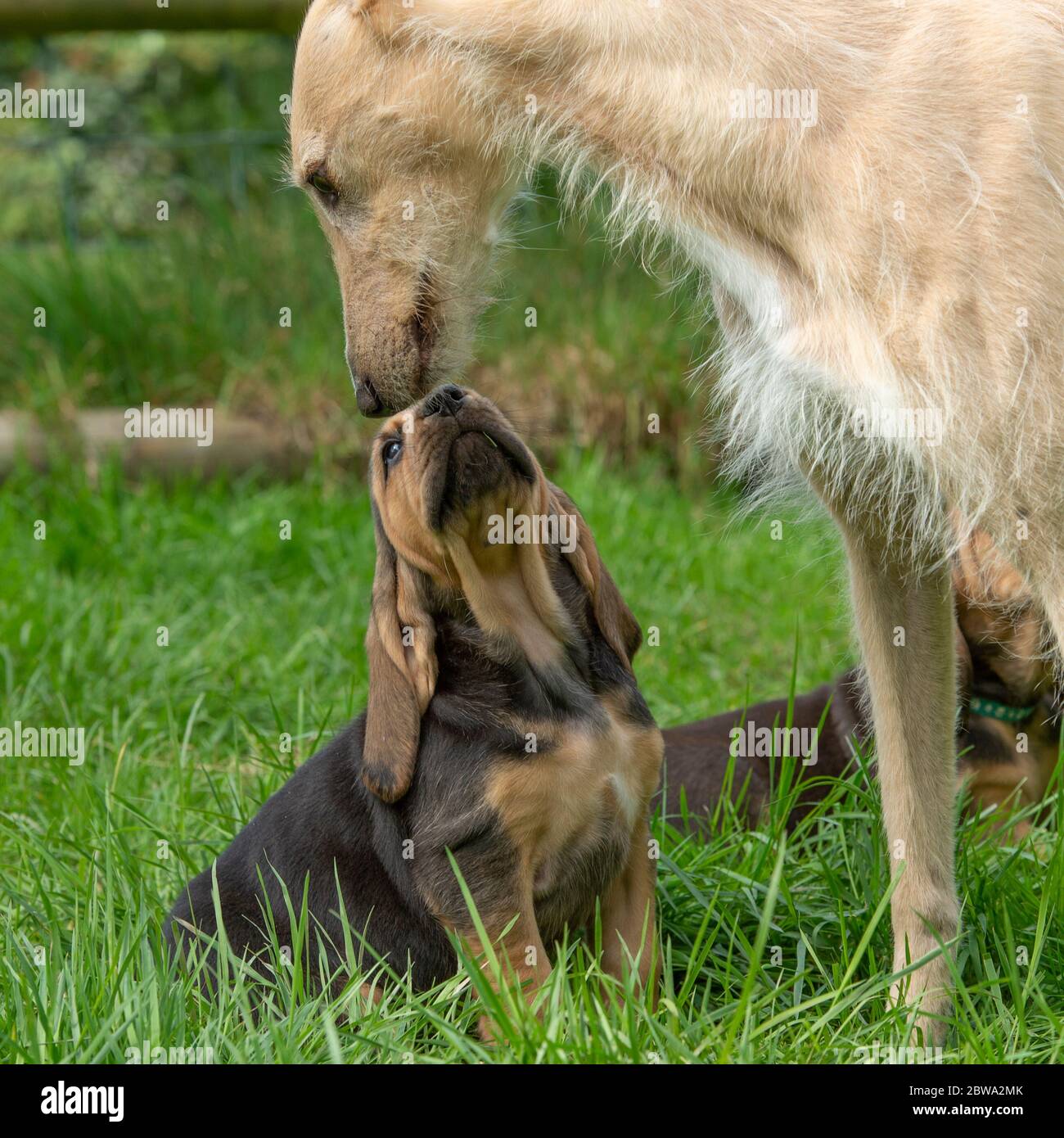 lurcher dog meeting a new puppy Stock Photo Alamy