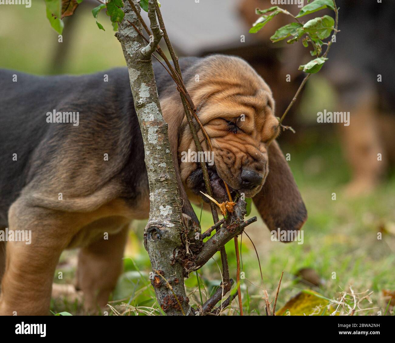 new puppy chewing garden plants Stock Photo Alamy