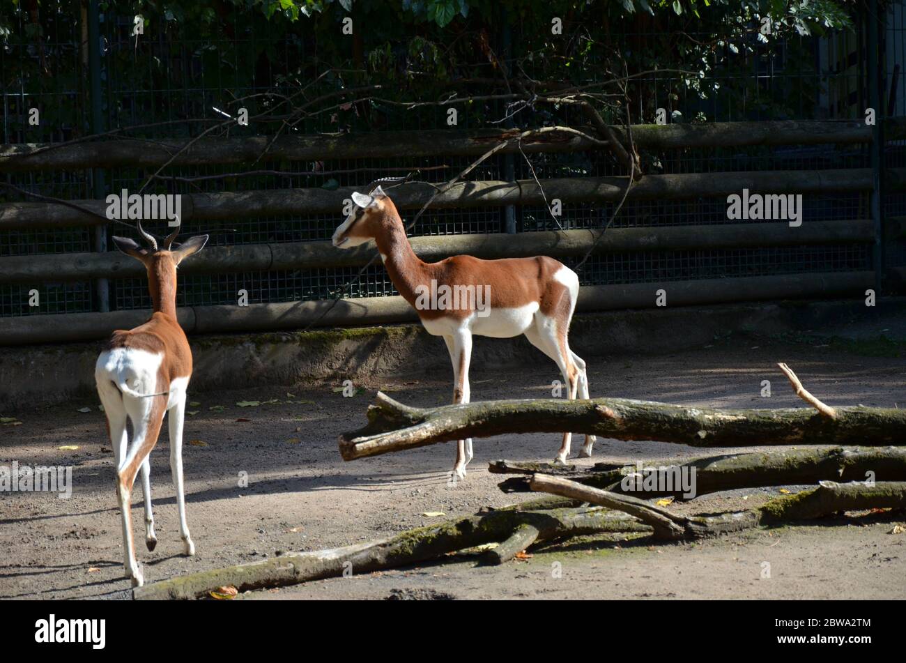 Dama gazelle (Nanger dama) in the Frankfurt zoo Stock Photo Alamy