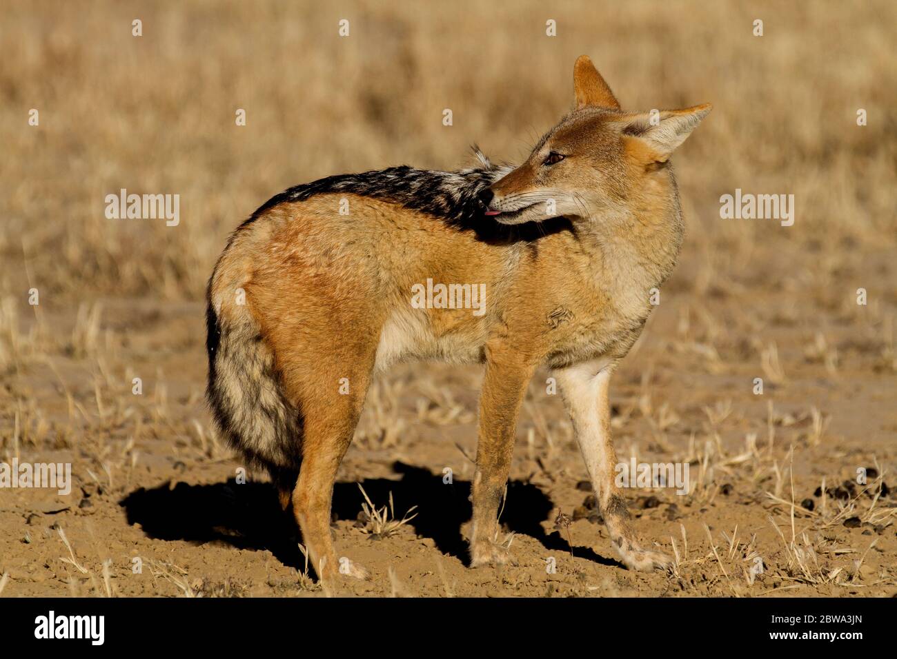 black backed jackal kalahari Stock Photo