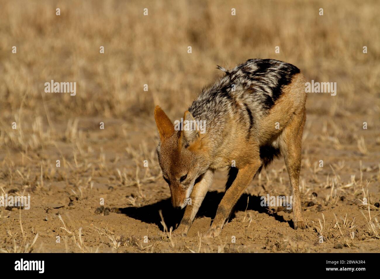 black backed jackal kalahari Stock Photo