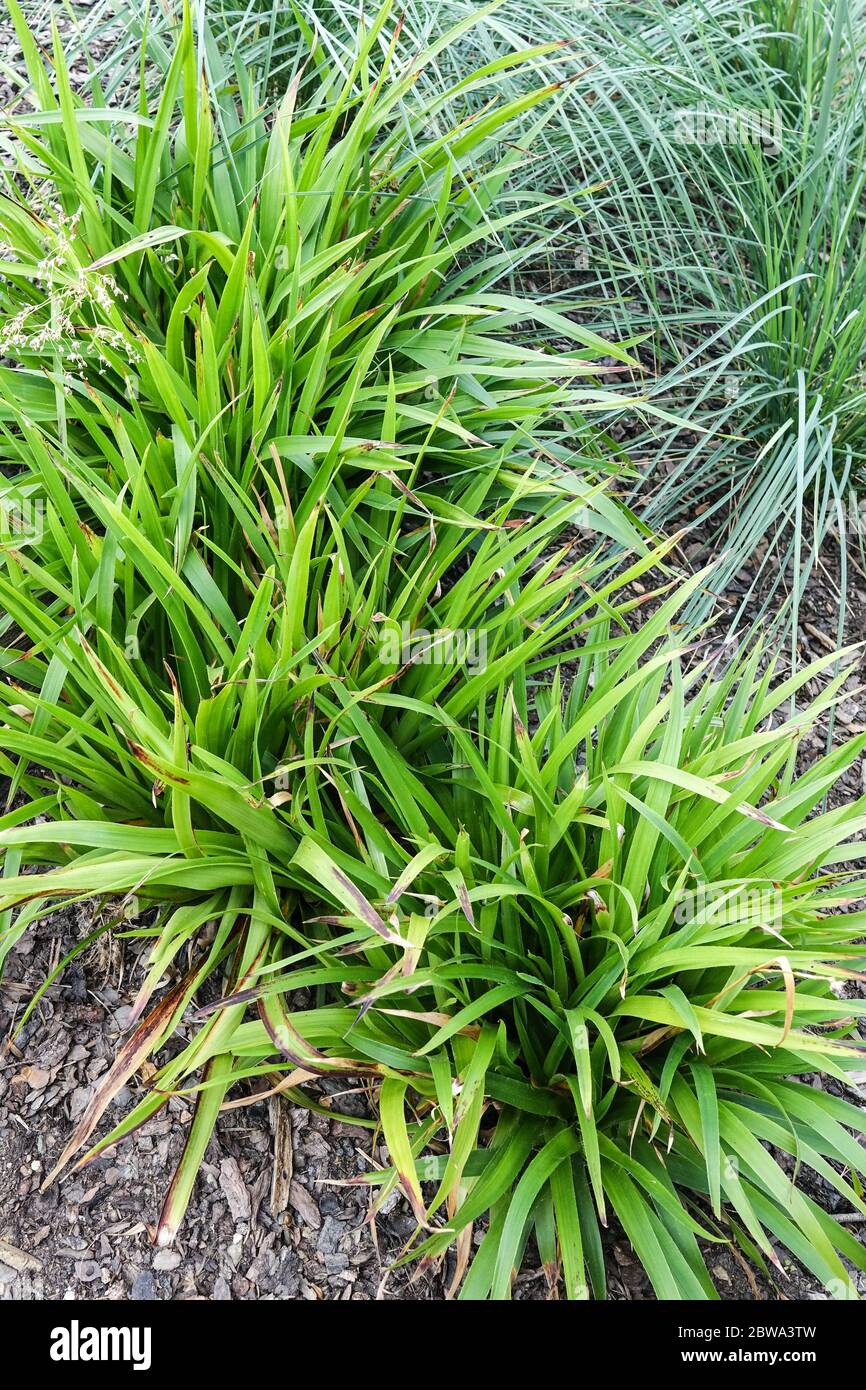 Greater Wood Rush Luzula sylvatica 'Aurea'  grasses in garden bed Stock Photo