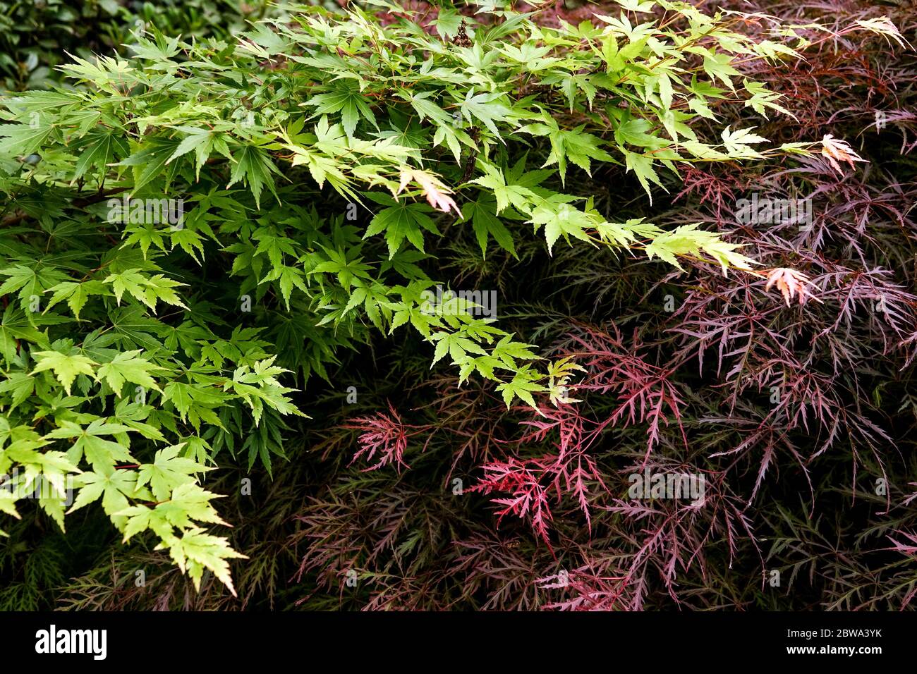 Japanese maple, Acer palmatum, Red Acer dissectum color contast Stock Photo