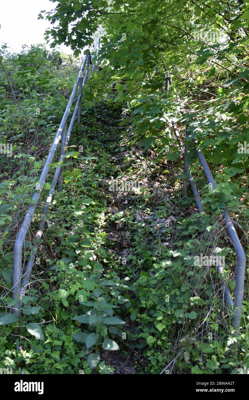 plants covering an old stairway Stock Photo