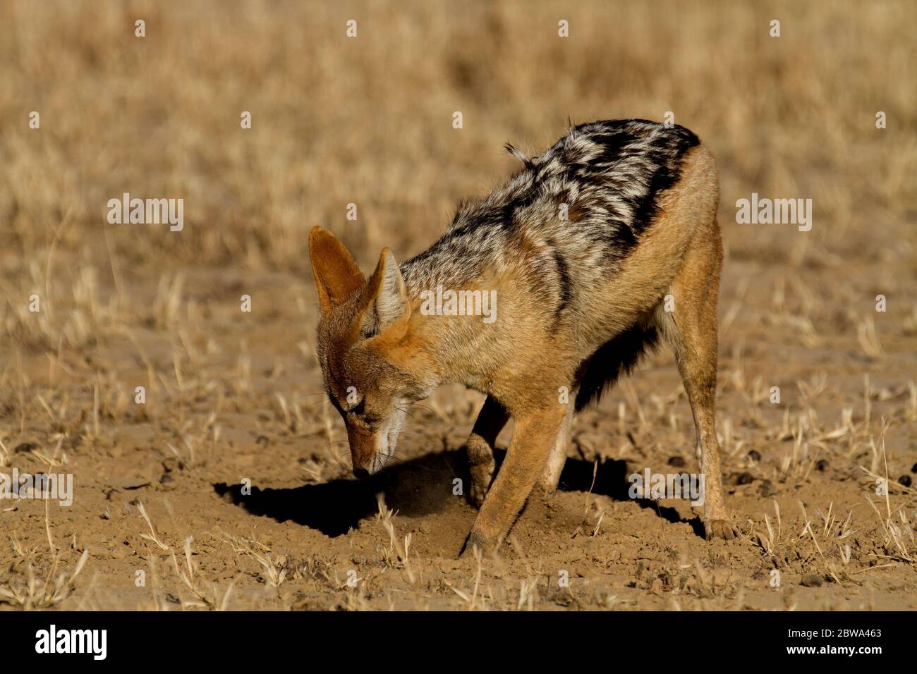 black backed jackal kalahari Stock Photo