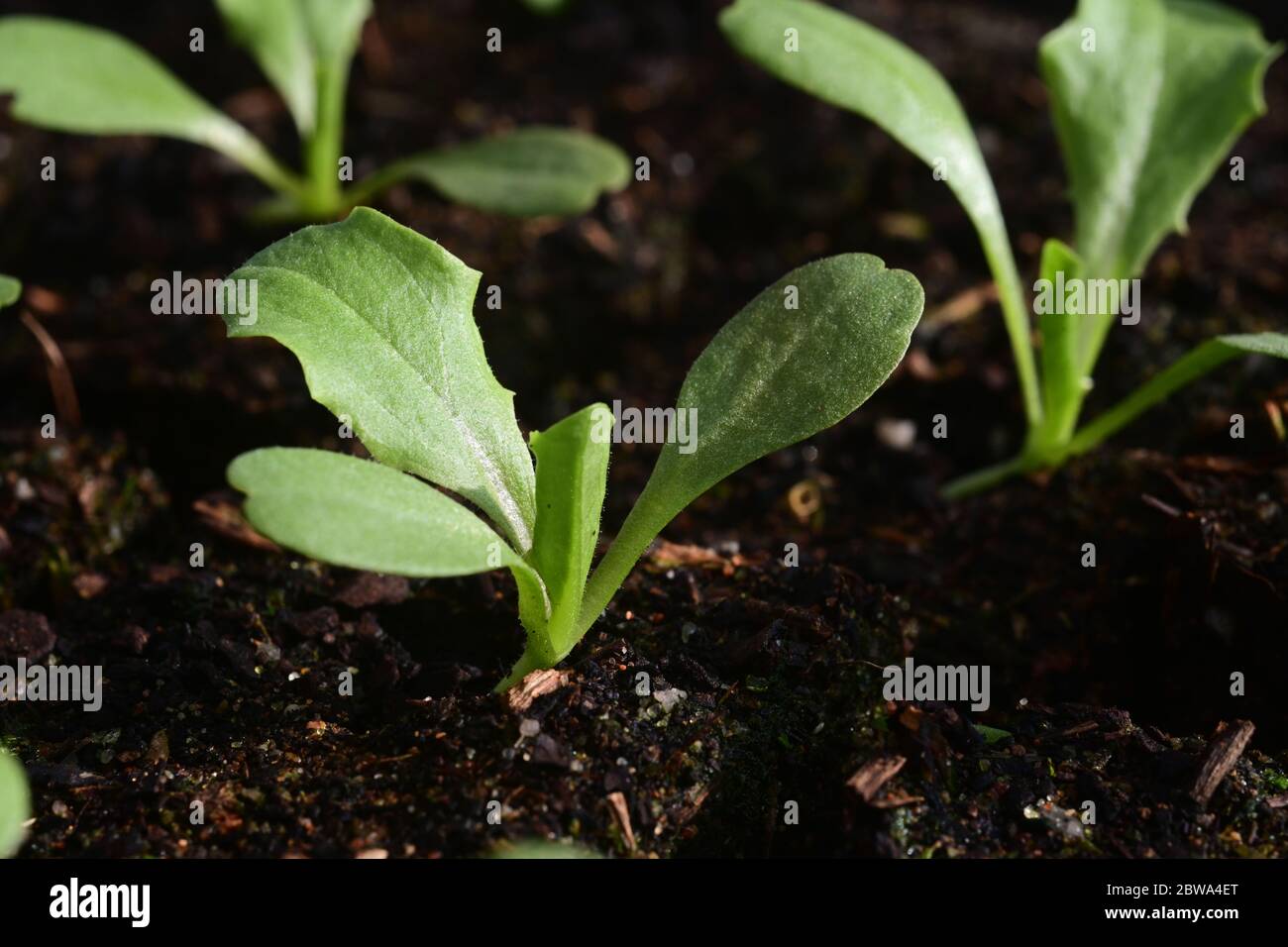 Closeup of lettuce seedlings, variety, Great Lakes growing in soil