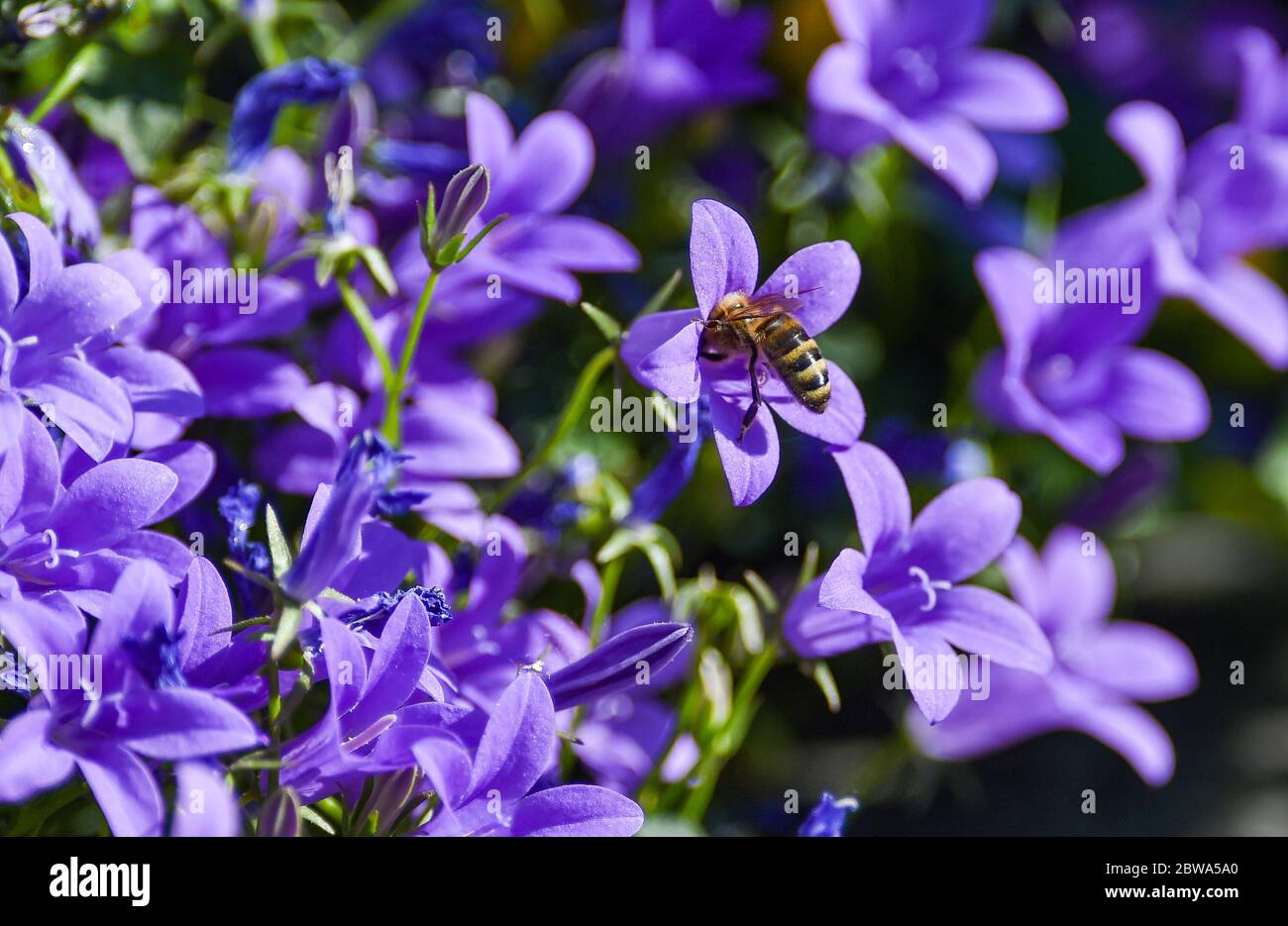 Brighton UK 31st May 2020 - Bees feeding from campanula plants on a beautiful sunny Spring morning in a Brighton garden during the Coronavirus COVID-19 pandemic crisis  . Credit: Simon Dack / Alamy Live News Stock Photo