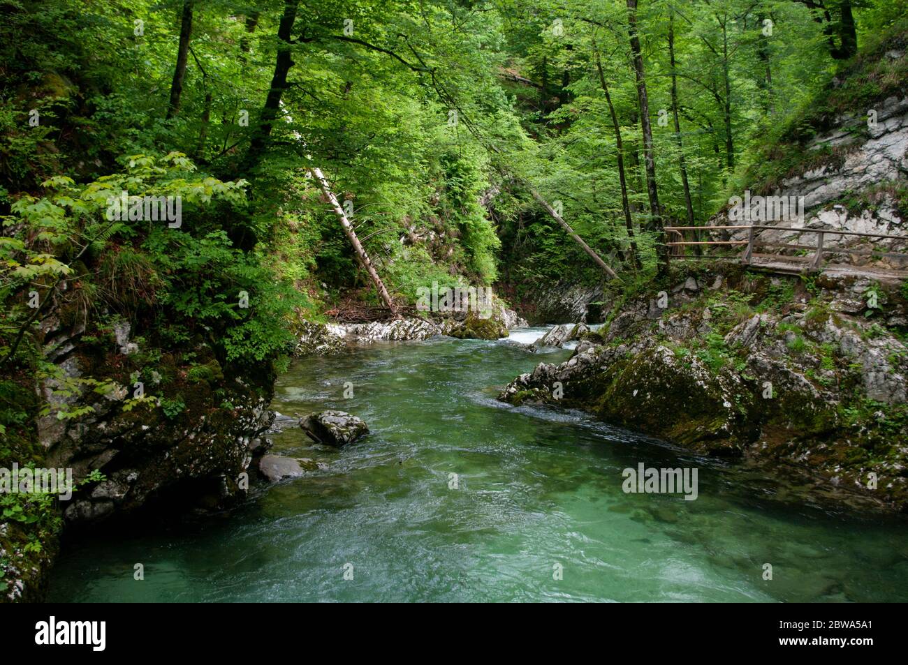 Clean crystal river goes through montains. Wild nature, Vintgar gore Slovenia. Stock Photo