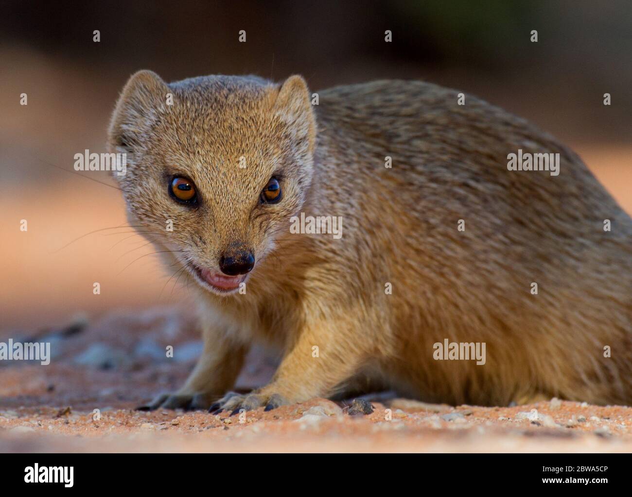 monggose in the kalahari Stock Photo