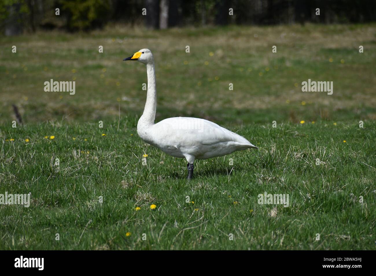 Whooper swan walking on a field as I was passing by. Wonderful experience early spring. Stock Photo