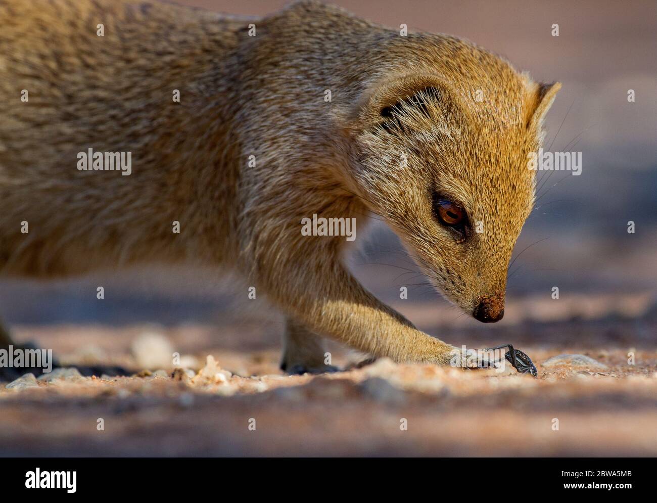 monggose in the kalahari Stock Photo