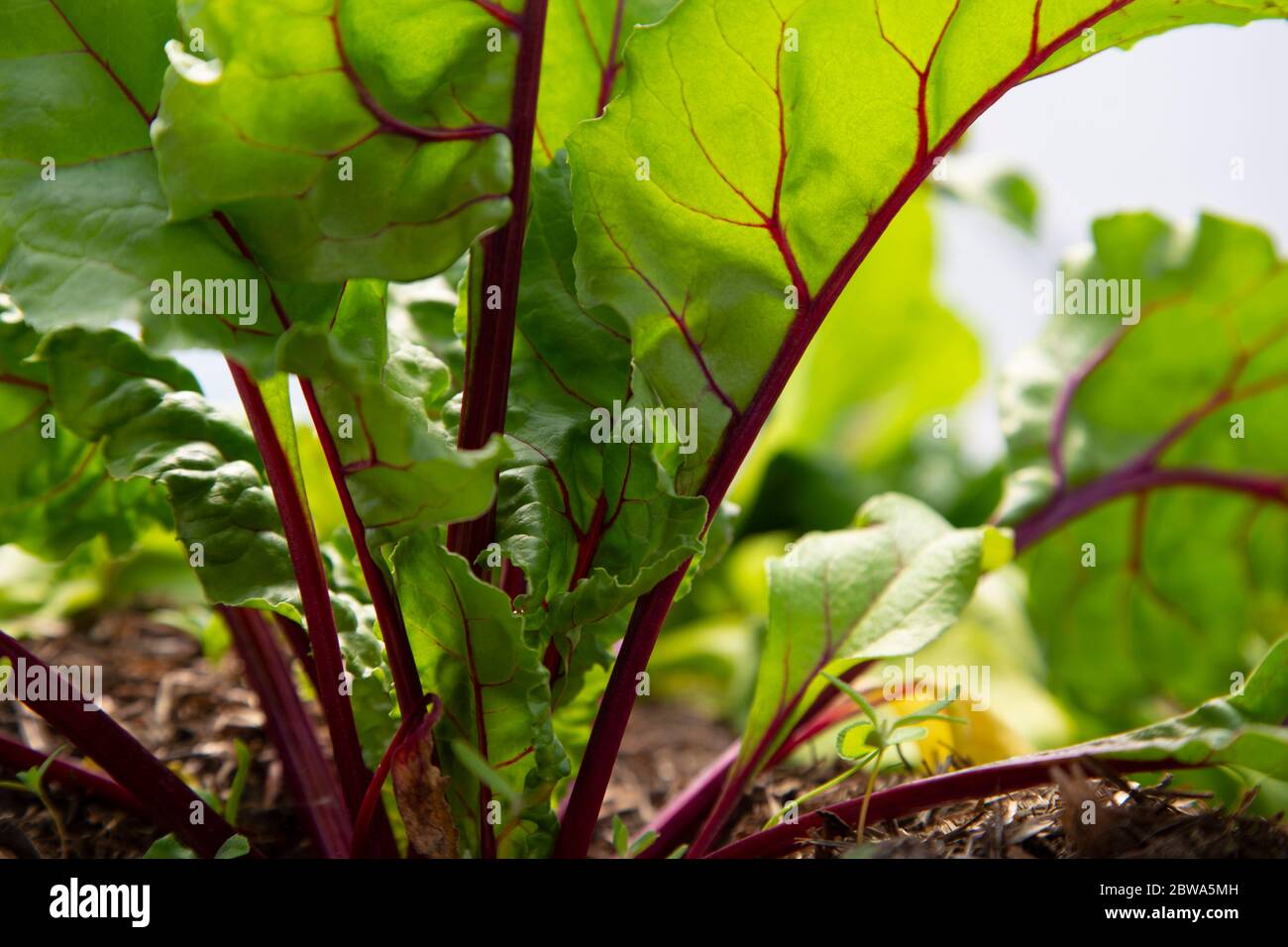 Young beetroot plants with leaves growing on a vegetable patch in a