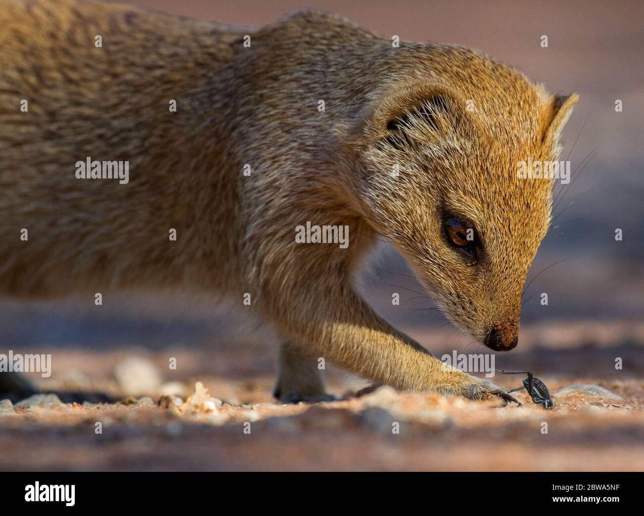 monggose in the kalahari Stock Photo