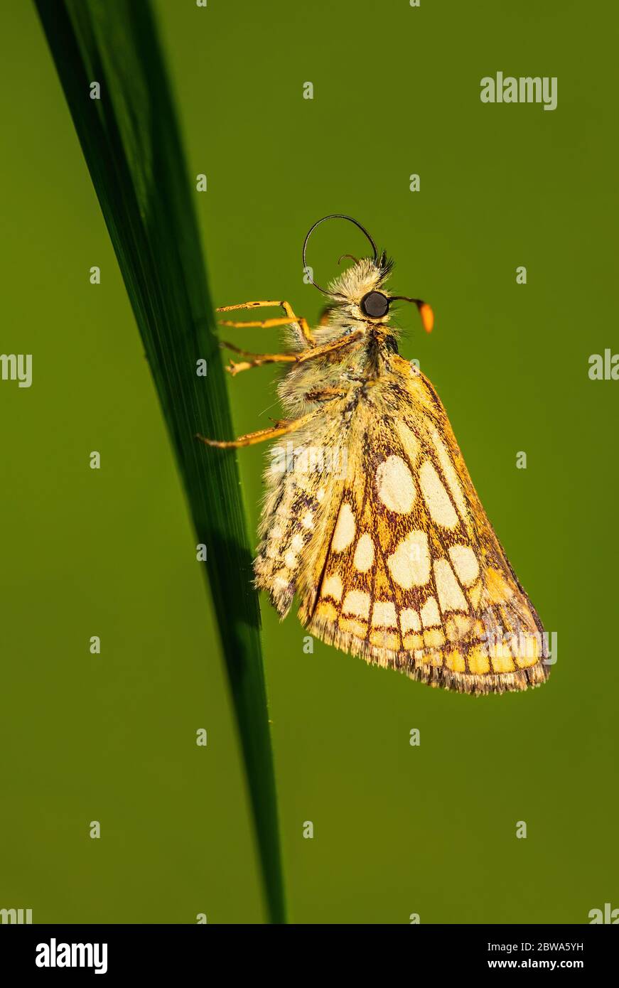 Chequered Skipper - Carterocephalus palaemon, small brown yellow dotted butterfly from European meadows, Zlin, Czech Republic. Stock Photo