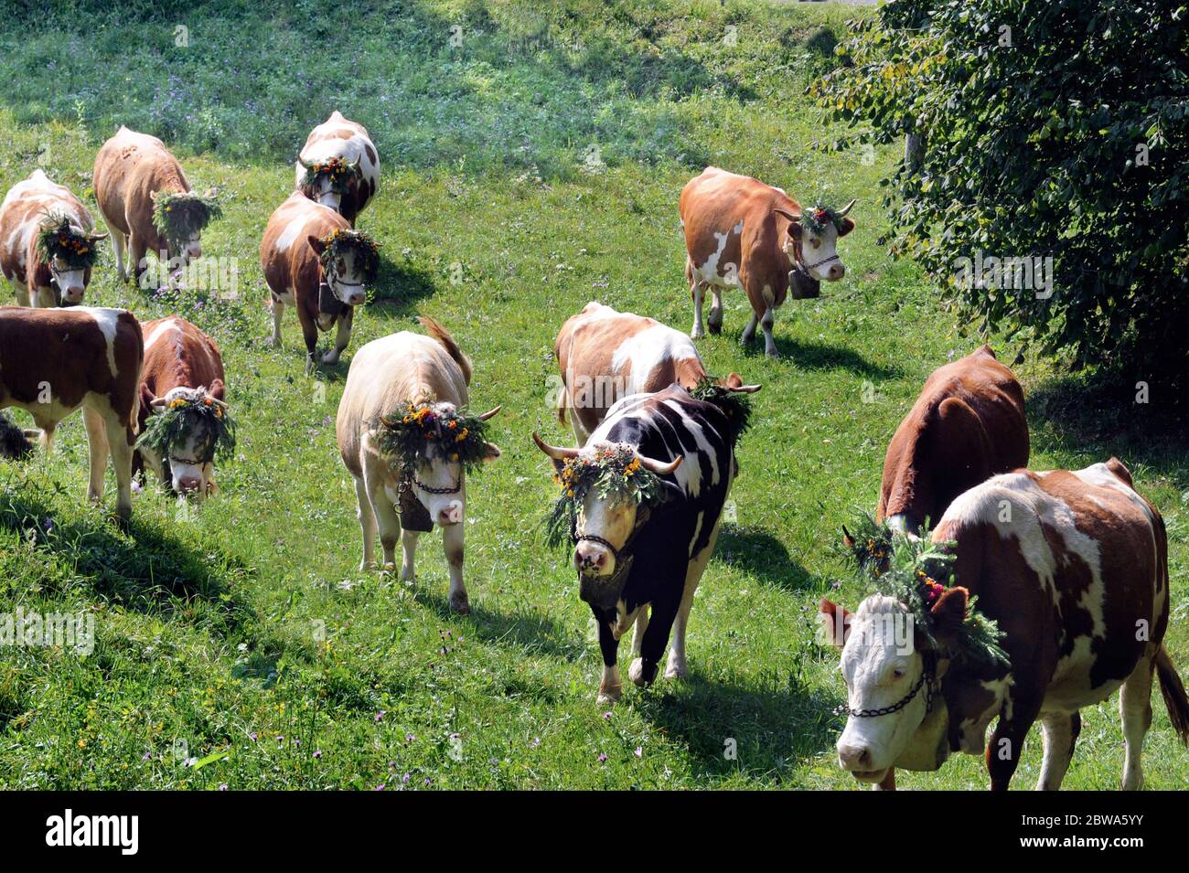 Cows In Italy Carina Italy : Grazing Cows,Italian Alps, Friuli Venezia Giulia Stock ...