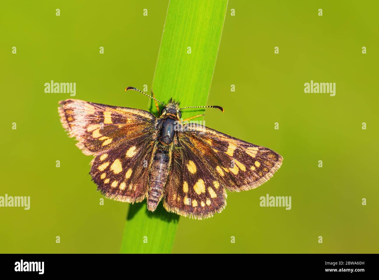 Chequered Skipper - Carterocephalus palaemon, small brown yellow dotted butterfly from European meadows, Zlin, Czech Republic. Stock Photo