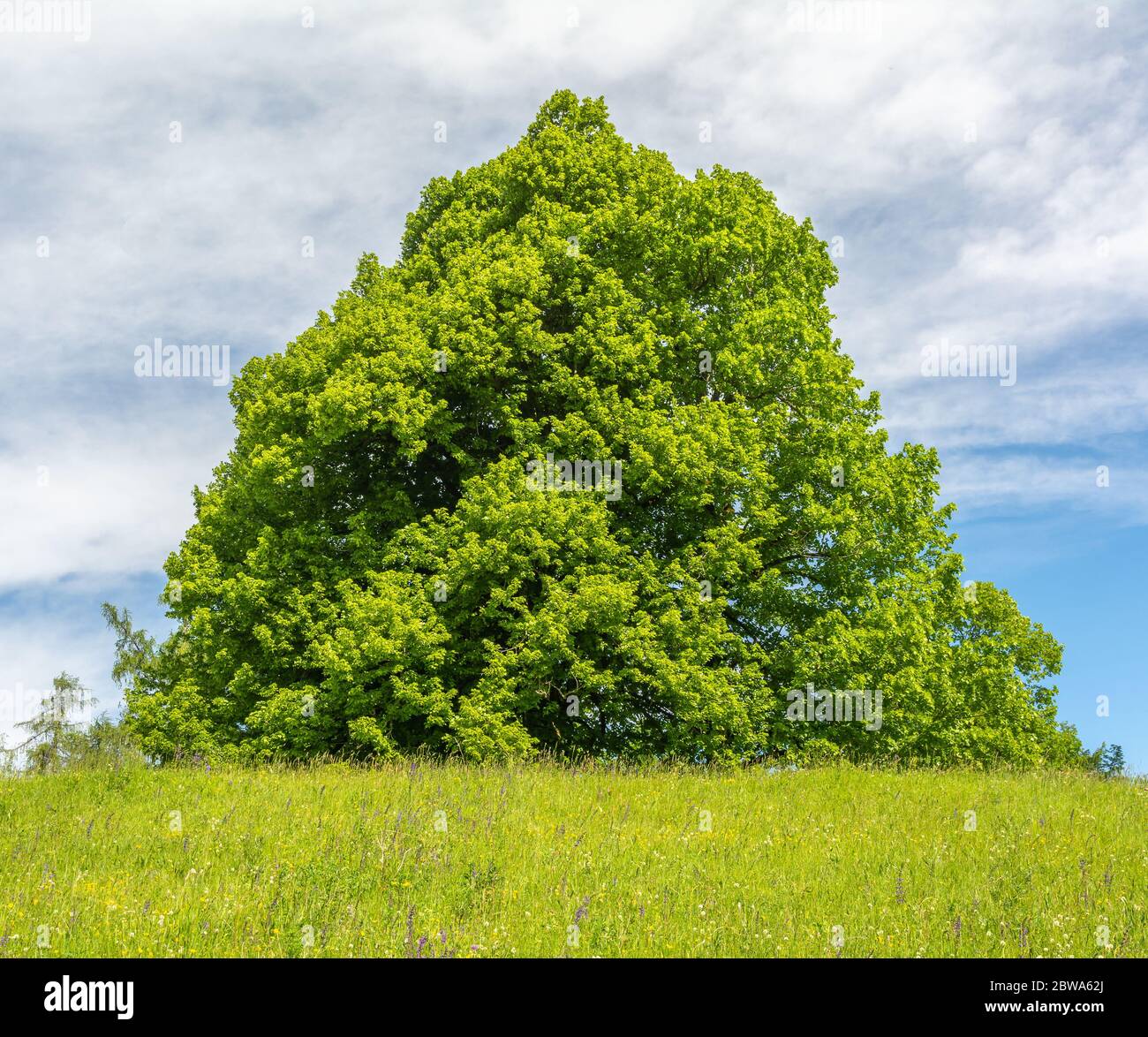 big walnut tree with green leaves and clear sky background Stock Photo