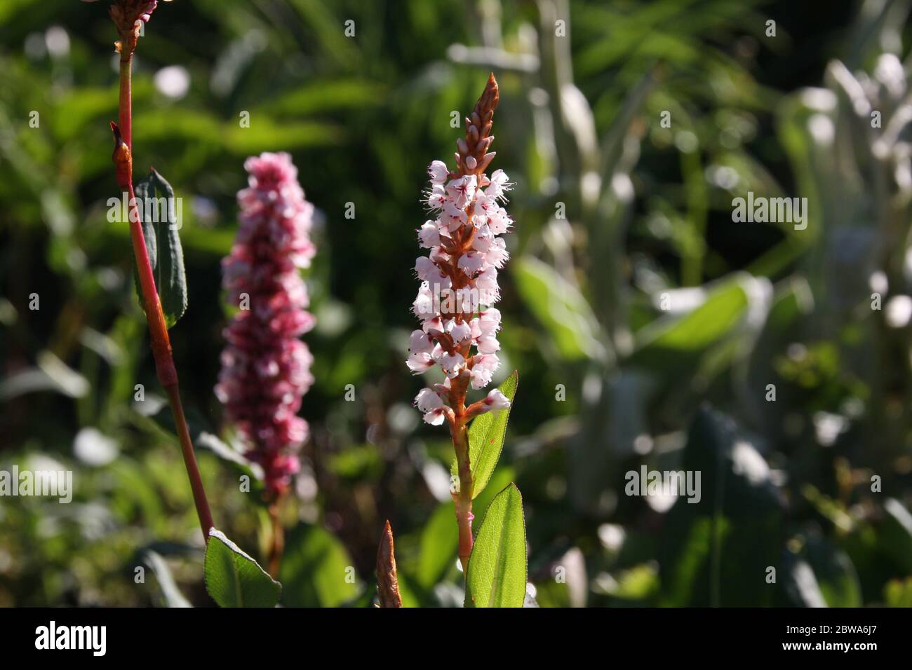 Flowers of the knotweed Bistorta affinis superbum in the morning light, Stock Photo