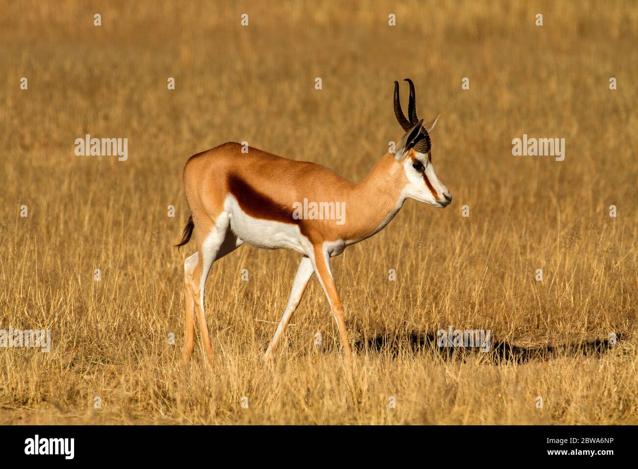 springbok, springbuck Stock Photo