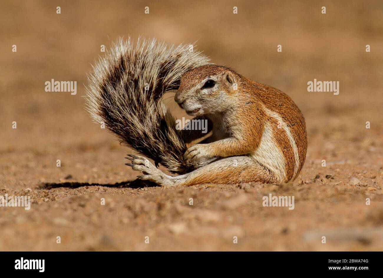 funny groundsquirrell kalahari, south africa Stock Photo