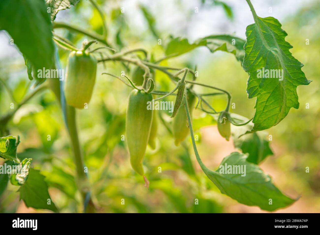 ripening green peppers in a greenhouse. organic vegetables without