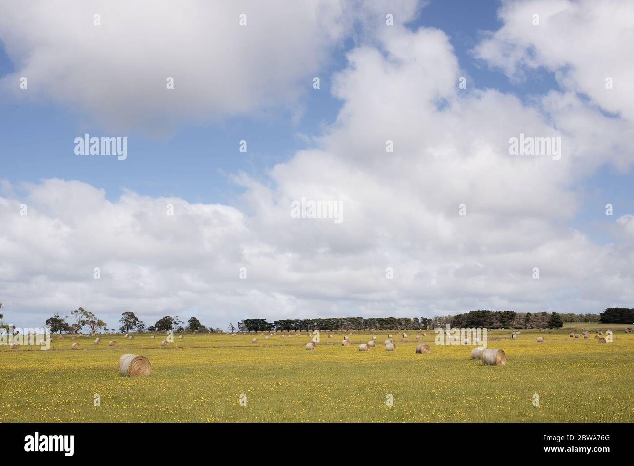 a farm with yellow flowers with round hay bales, trees in back ground