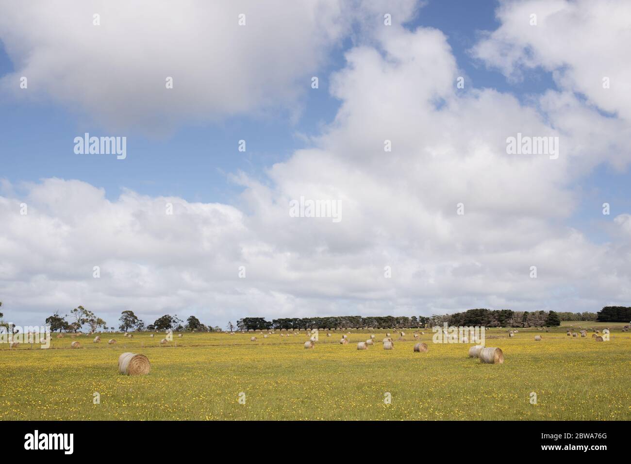a farm with yellow flowers with round hay bales, trees in back ground. Image taken in Victoria Australia. Stock Photo