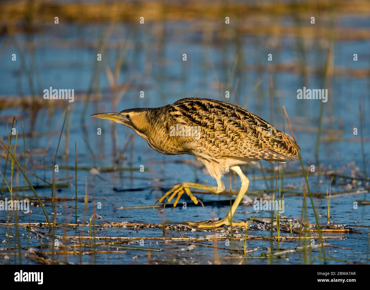 Bittern over a reed bed hi-res stock photography and images - Alamy