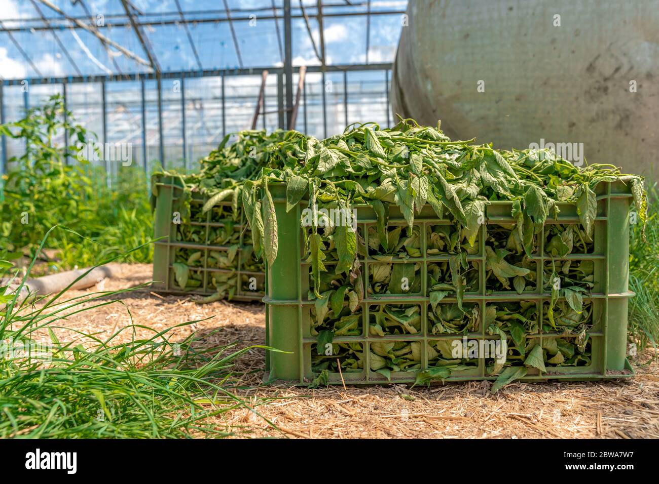 weeds and grass in a crate in a greenhouse after cleaning Stock Photo