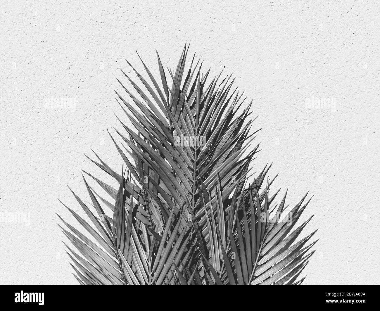 Summer abstract black and white photography of palm leaf over white wall. Stock Photo
