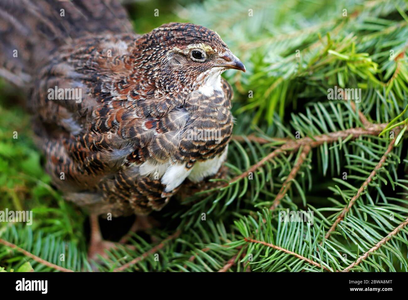 beautiful young brown quail standing on spruce branches Stock Photo