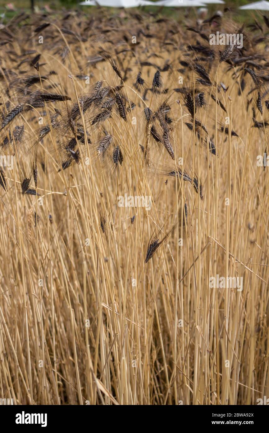 Golden field of black Emmer wheat in detailed view Stock Photo