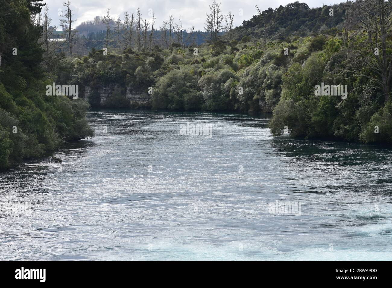Fast flowing Waikato River leaving Huka Falls among shores covered with dense native bush. Stock Photo