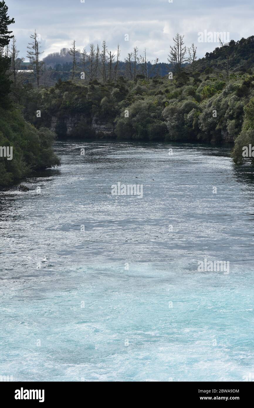 Fast flowing Waikato River at Huka Falls among shores covered with dense native bush. Stock Photo