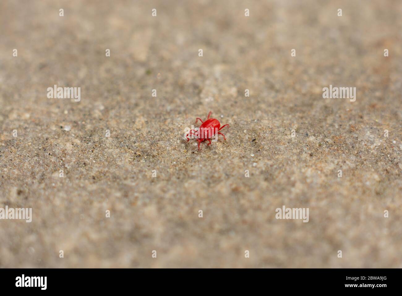 A single red mite crawling along concrete Stock Photo