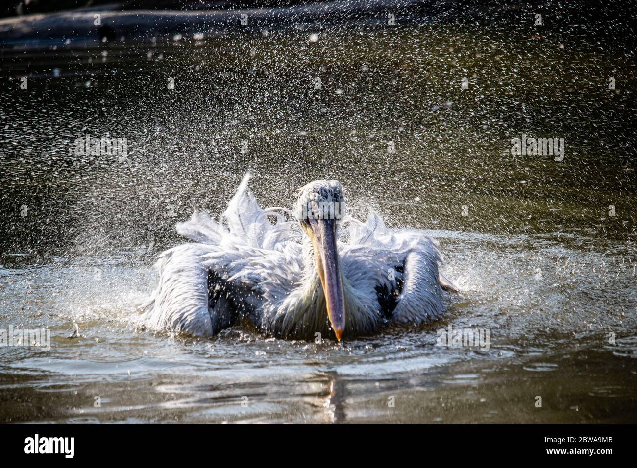 Pelican shaking water off feathers while swimming Stock Photo