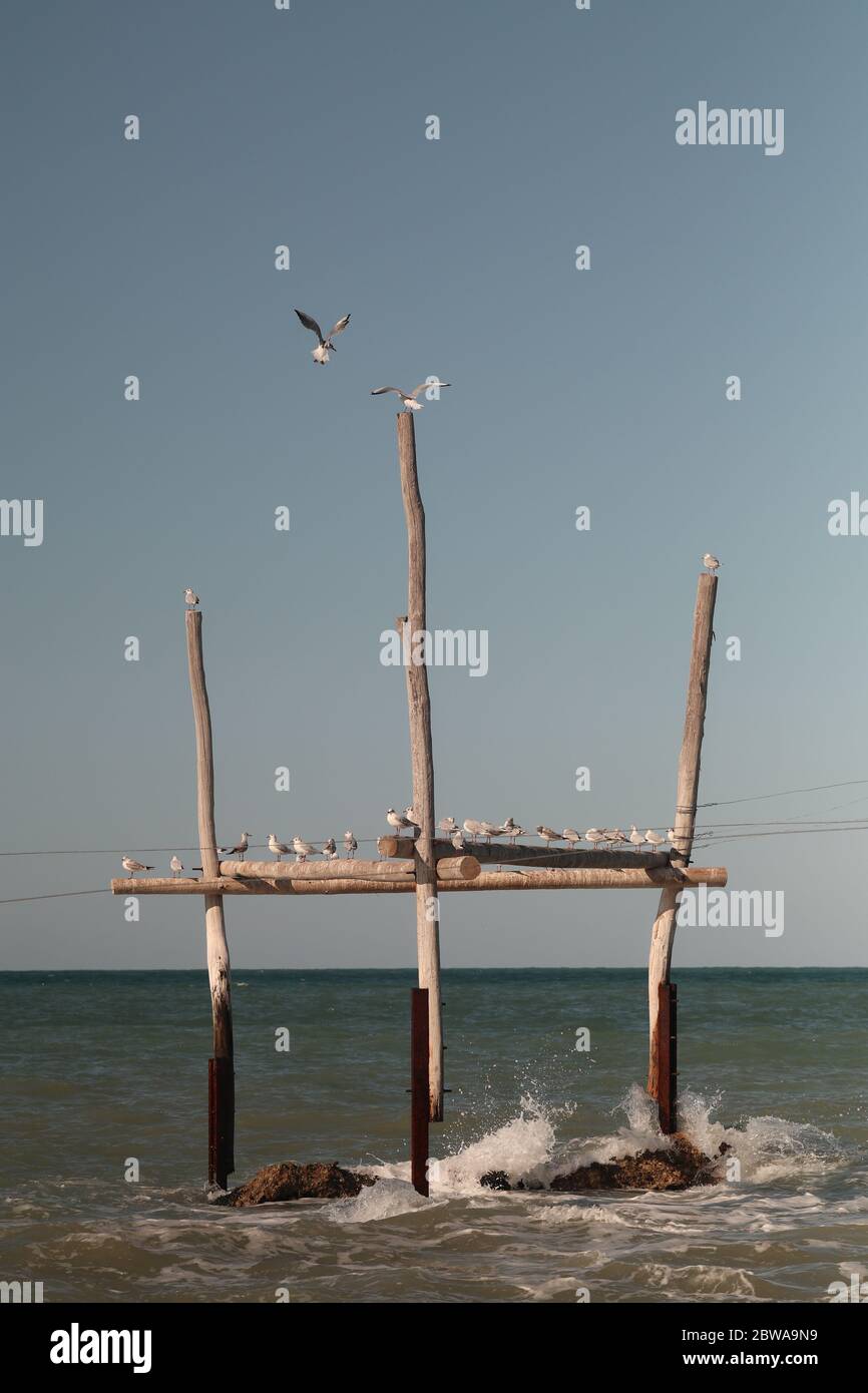 wooden pylon in the sea on which many seabirds are resting while others are still in flight. Stock Photo