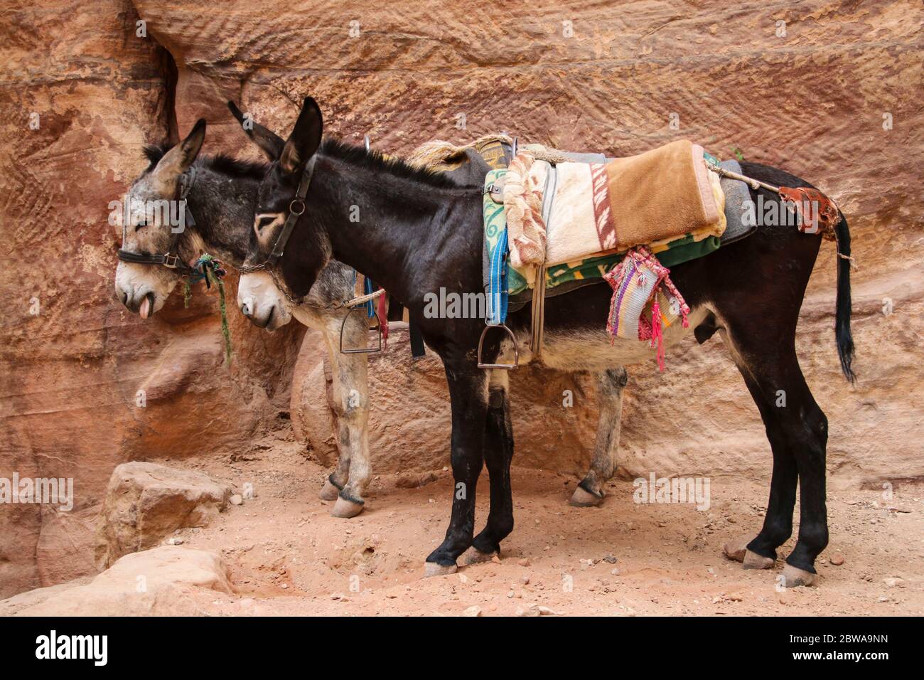Donkeys with colorful traditional harness in Petra, Jordan used to transport  tourists through the ancient Nabatean city Stock Photo - Alamy